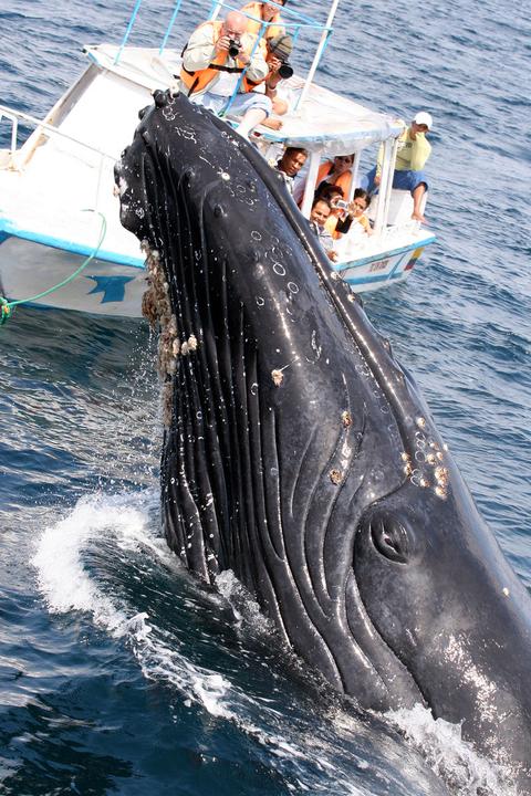 Whale Watching Tour